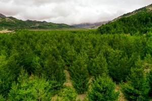 Wilding pines in the Mackenzie District