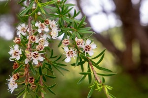 The white flowers of kānuka trees can be seen blooming from valleys across Tairāwhiti on the East Coast of the North Island.