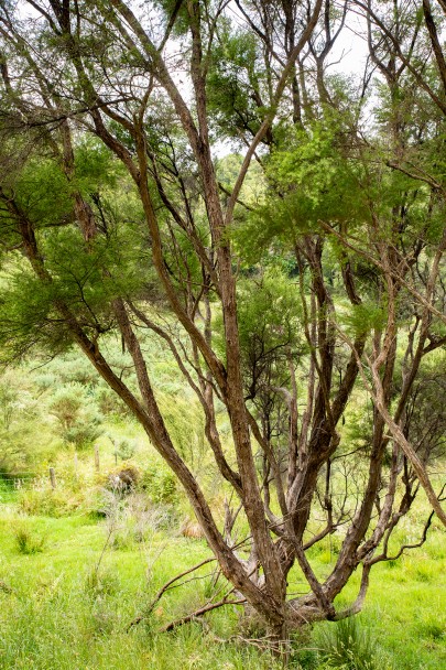 Kānuka trees