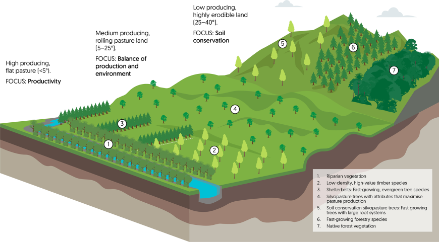 Silvopasture – a graphic representation of an ideal landscape. Silvopasture – a graphic representation of an ideal landscape.