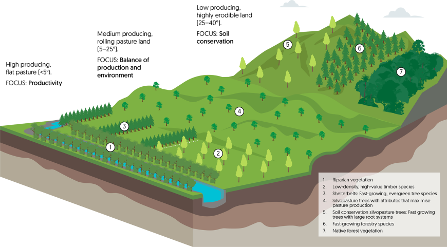 Silvopasture – a graphic representation of an ideal landscape.