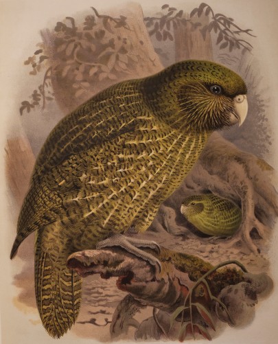 An 1888 lithograph of a kākāpō in Buller's 'A History of the Birds of New Zealand'
