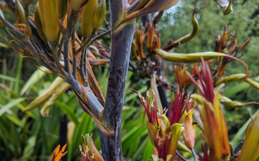 Researchers found rats were drinking the nectar of mountain flax (wharariki, [Phormium cookianum]) flowers.