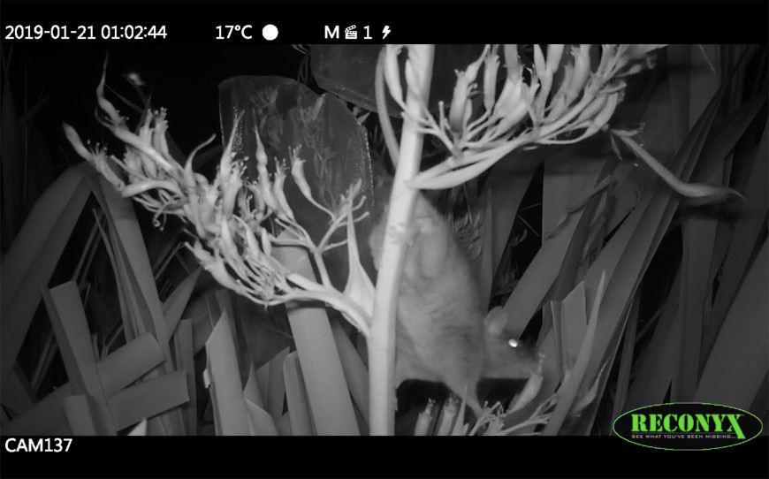 Photos from across multiple nights and camera traps, show a ship rat climbing across and appearing to feed from a mountain flax flower and reaching across to another open flower. During the feeding and when it reaches the other flower, the rat appears to 