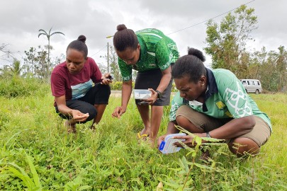 Team members from Biosecurity Vanuatu releasing parthenium beetles (Zygogramma bicolorata) just a few days after Tropical Cyclone Kevin.