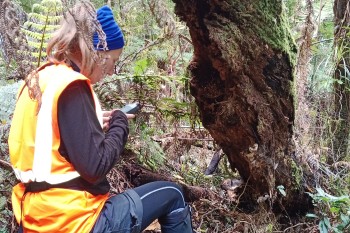 Recording a tītitipounamu/rifleman nest using GPS. The nest that the bird has made cosy by using feathers is on the underside of a dead log.