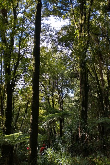Typical tall tawa forest on Pirongia Mountain with a researcher at left observing a nest that shows the scale of the forest.