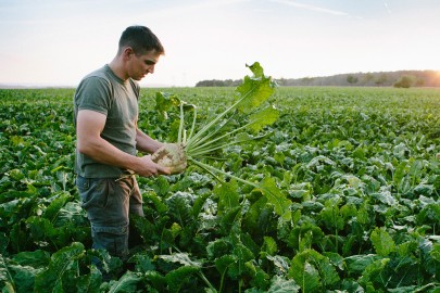 A farmer inspects his sugar beet crop in New Zealand’s vegetable growing hub, Pukekohe