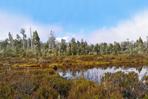 Tutaki West Branch Headwaters Wetland, Murchison area.