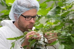 Entomology technician Arnaud Cartier inspecting the progress of African tulip leaf trees’ natural enemies in the Invertebrate Containment Facility in Lincoln.