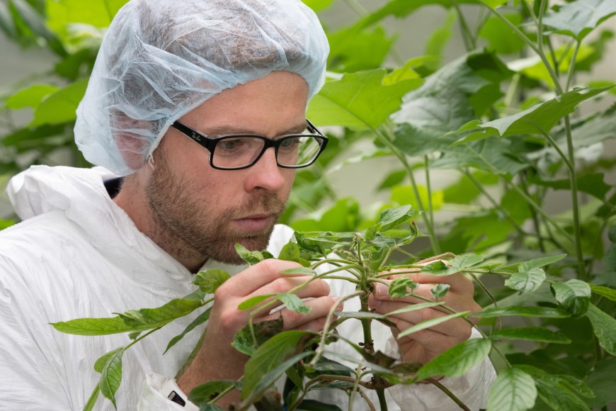 Entomology technician Arnaud Cartier inspecting the progress of African tulip trees’ natural enemies in the Invertebrate Containment Facility in Lincoln.