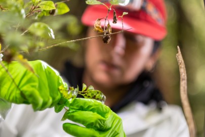 Senior Researcher Mahajabeen Padamsee counts leaves on a ramada tree in Egmont National Park