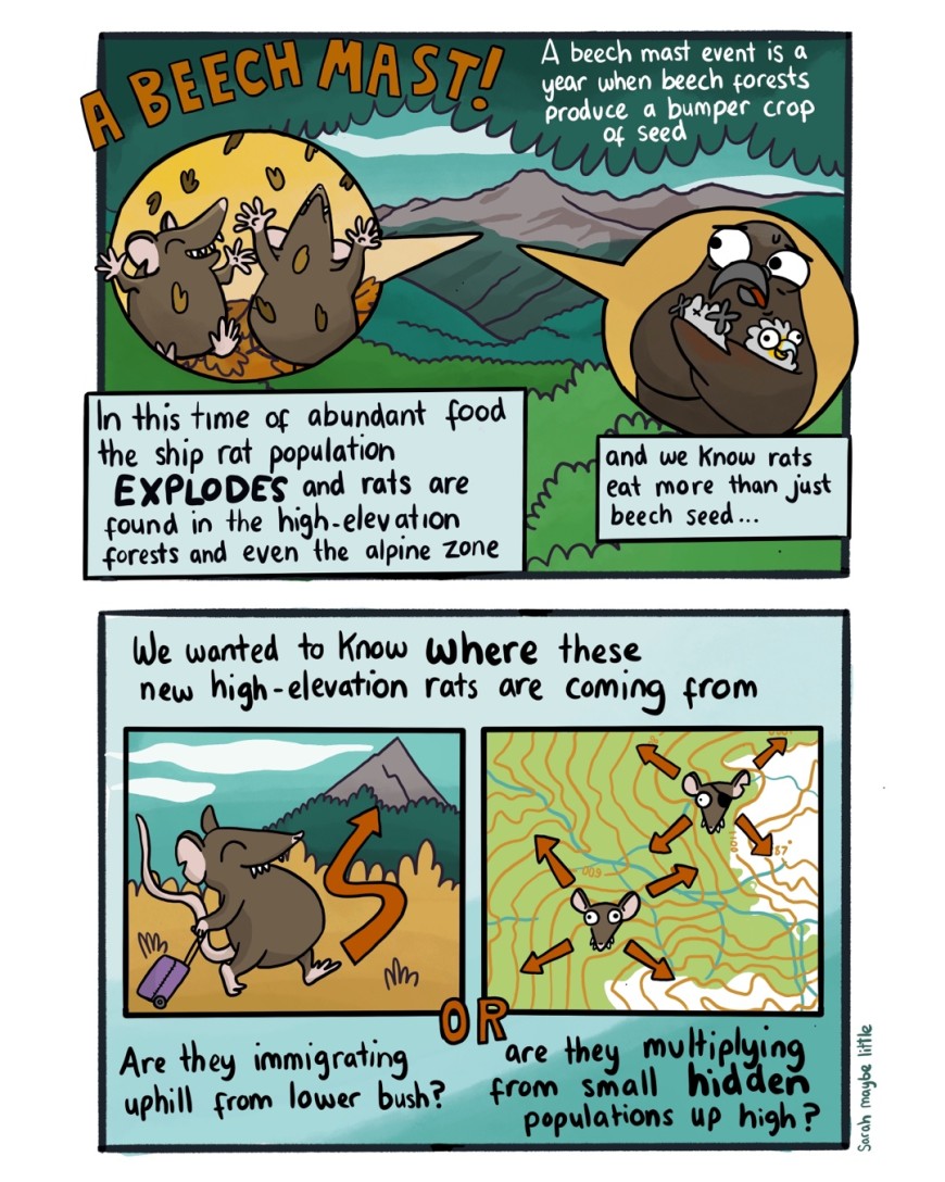 Ship rat comic 2: During a beech mast, there is abundant food and the rat population explodes. 