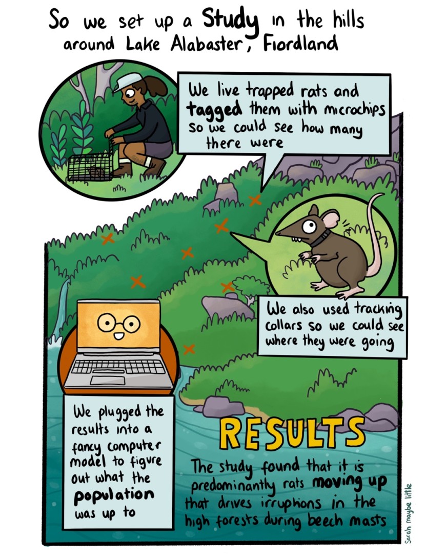 Ship rat comic 3: Study set up near Lake Alabaster to find out what the rat population was up to.