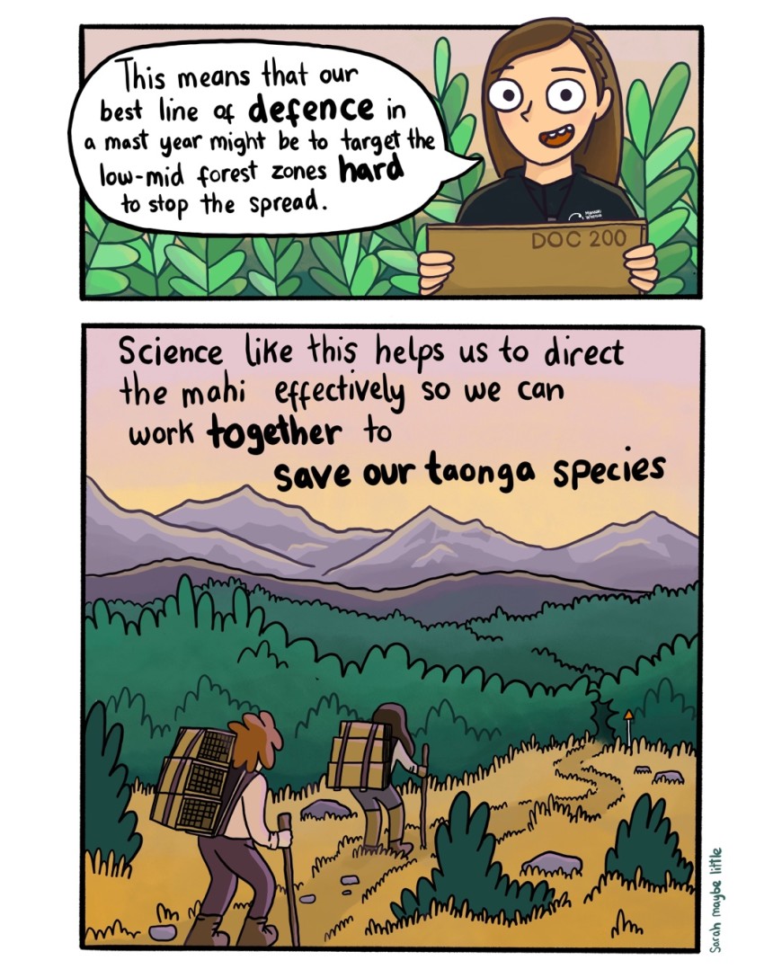 Ship rat comic 4: Study results show that the best areas to target for rat control are the low-mid forest zones. Science like this helps us to direct mahi effectively so we can save taonga species.