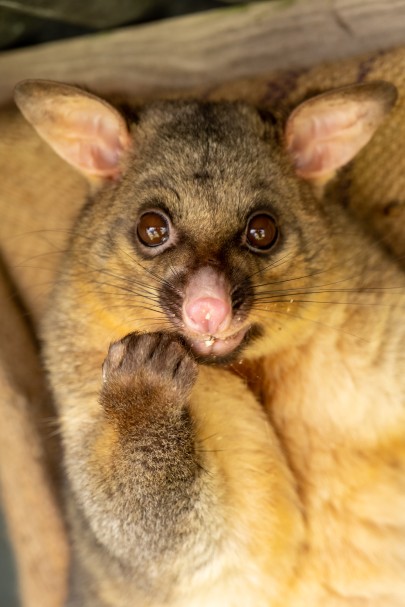 Understanding possums brings researchers closer to better management processes.