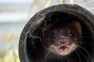 Observing how stoats move and connect are part of ongoing research trials on animal behaviour