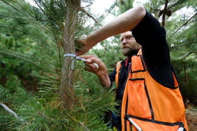 Measuring the girth of wilding pines. Image: Brad White.