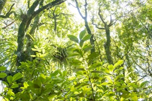 Forest in Taranaki