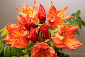 The bright orange-red flowers and yellow frilly edges of the African tulip tree that is threatening to overwhelm the forests of Rarotonga.