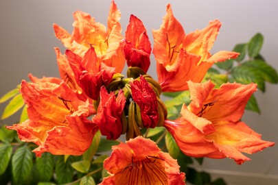 The bright orange-red flowers and yellow frilly edges of the African