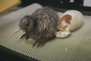 A kiwi chick emerges from its egg at Willowbank Wildlife Reserve. Image: Peter Young