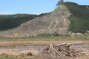 A forest clearance in Tairua on the east coast of the Coromandel Peninsula.