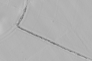 LIDAR image showing detailed ground elevantion and cattle on a farm track