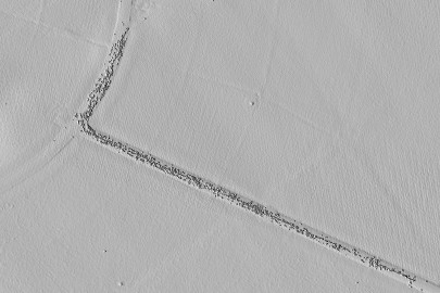 LIDAR image showing detailed ground elevation and cattle on a farm track