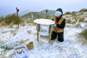 Field technician Emily Lawrence checks a wallaby bait feeder in Otaio Gorge, Hunters Hill in South Canterbury Photo: Graham Hickling