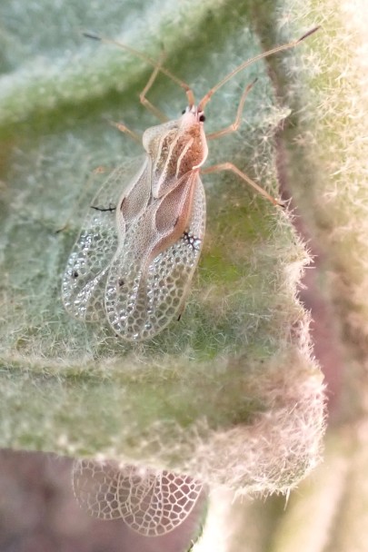 Woolly nightshade lace bug Gargaphia decoris Woolly nightshade lace bug Gargaphia decoris