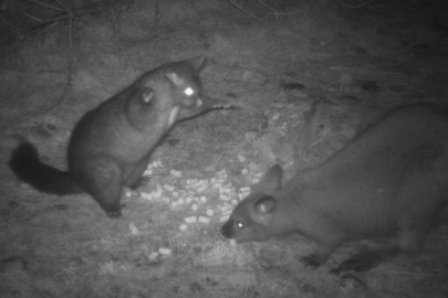 A complex interspecies interaction is caught on camera as the smaller possum scares off the bigger wallaby. A complex interspecies interaction is caught on camera as the smaller possum scares off the bigger wallaby.