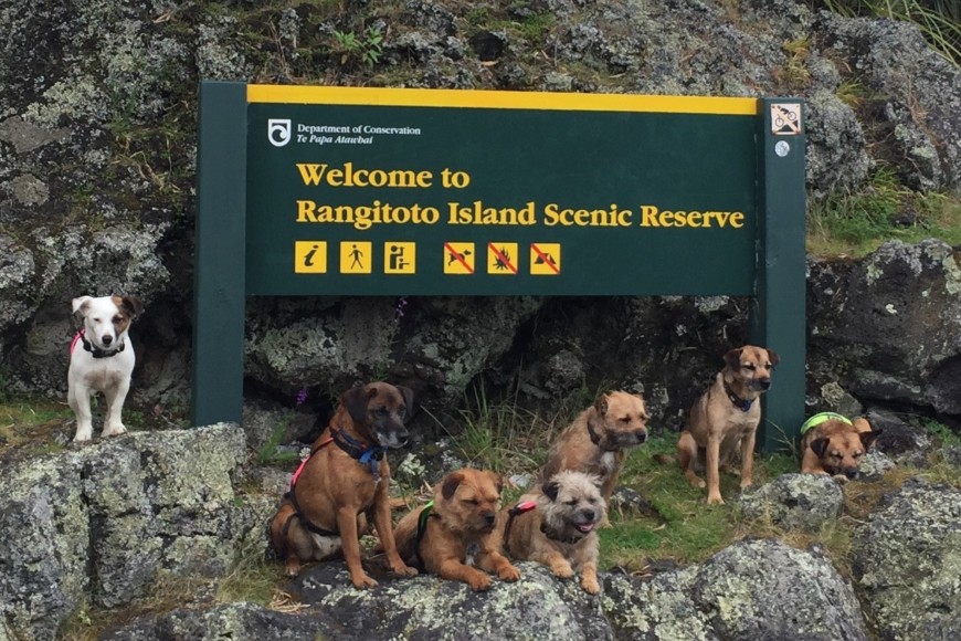 Not to be sniffed at: detection dogs help to keep Rangitoto Island, a reserve in the Hauraki Gulf, pest-free. Not to be sniffed at: detection dogs help to keep Rangitoto Island, a reserve in the Hauraki Gulf, pest-free.