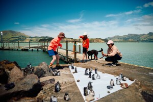 Community-made ceramic kororā (whiteflippered penguins). Penguin making workshops by artist Nikki Wallace-Bell.