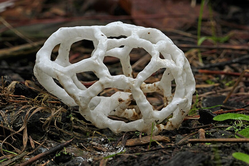 Te Matakupenga / basket fungus / Ileodictyon cibarium Te Matakupenga / basket fungus / Ileodictyon cibarium