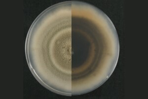 Pseudopithomyces toxicarius – the causal agent in facial eczema in livestock.