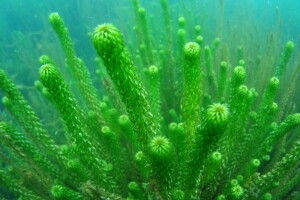 Lagarosiphon. Image: Rohan Wells, NIWA (Earth Sciences NZ)