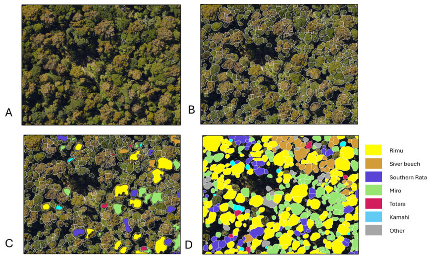 A: Tree crowns at 2 cm pixel resolution. B: Crowns outlined by AI. C: Deep learning used to copy training examples for species identification. D: Complete map produced.