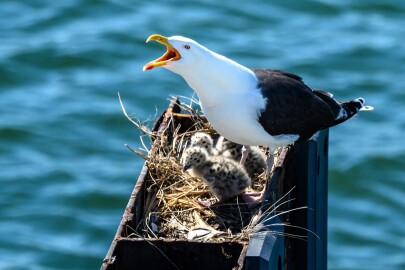 Black-backed gull. Image: Gordon Leggett, via Wikimedia Commons