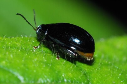 Flea beetle (Paradibolia coerulea) 