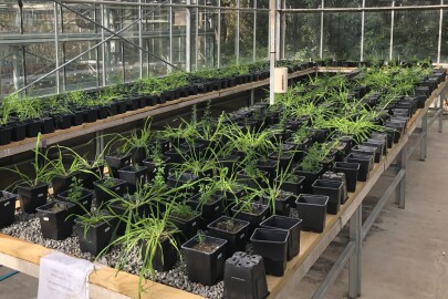 Pine seedlings growing in greenhouse
