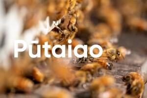 putaiao 24 web thumb