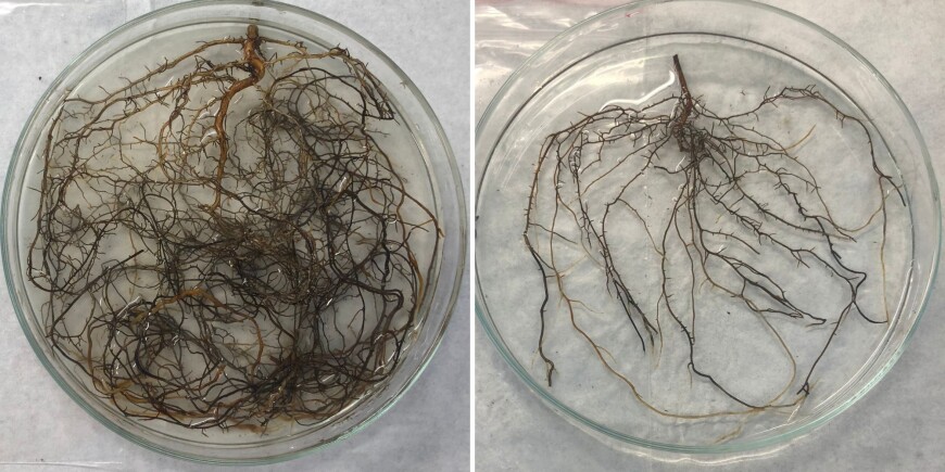 Pine seedling root trim. Left - pine seedling with pine legacy, and right, pine seedling without pine legacy