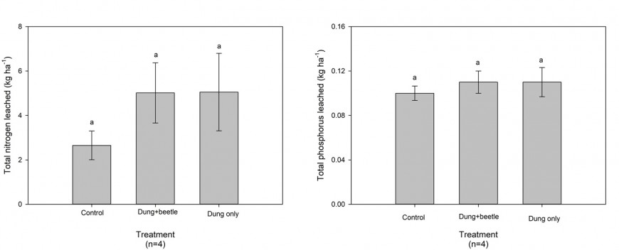 Figure 2. Mass of total N and total P leached from untreated control, treated with dung beetles and dung application, and treated with dung only lysimeters. Mean values with the same superscript letter are not significantly different. Data means are shown