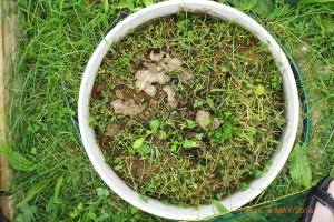 Dung pat 22 days after application with dung beetles