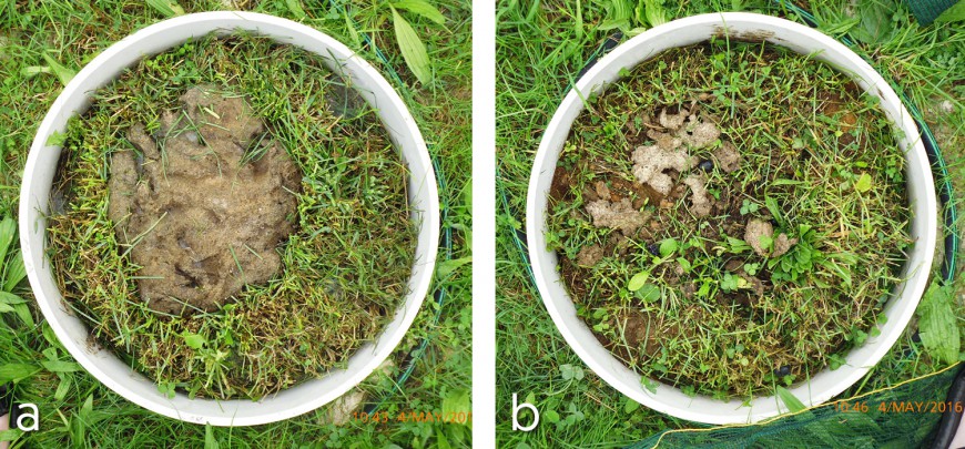 Figure 1. Dung pat 22 days after application without (a) and with dung beetles (b).
