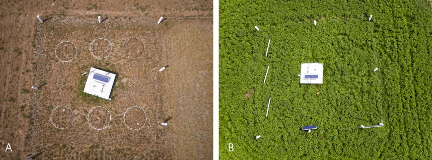 Figure 1: Aerial photographs of lysimeters planted with lucerne under non-irrigated (A) and irrigated (B) conditions at the Ashley Dene Research &amp;amp;amp;amp;amp;amp;amp;amp;amp;amp;amp;amp;amp;amp; Development Station during a summer drought period.
