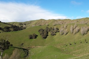 Fig. 1. Kānuka, poplars, and willows on slopes at a farm in the Wairarapa study area.