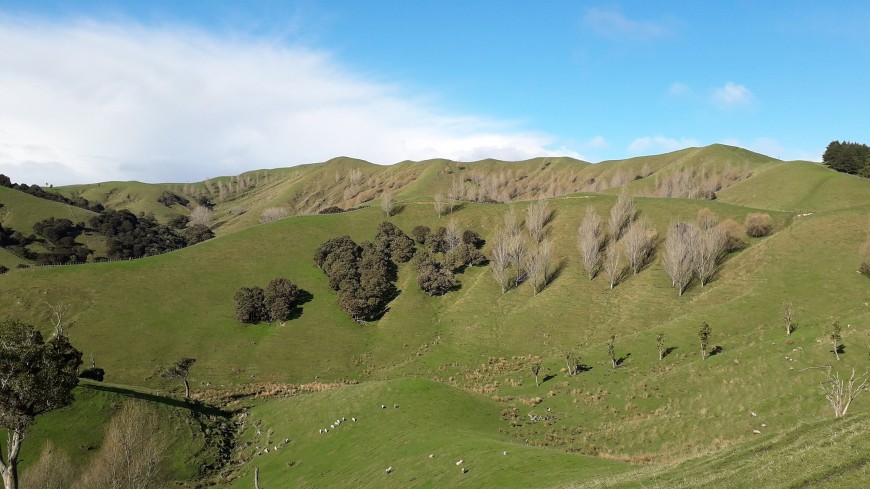 Fig. 1. Kānuka, poplars, and willows on slopes at a farm in the Wairarapa study area.