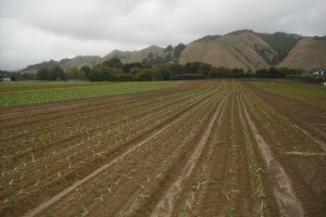 Market garden in the Wellington region